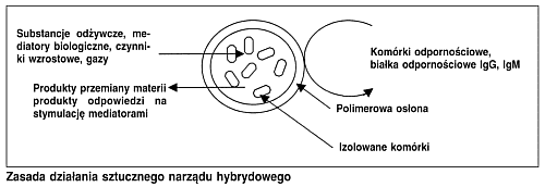 Zasada działania sztucznego narządu hybrydowego